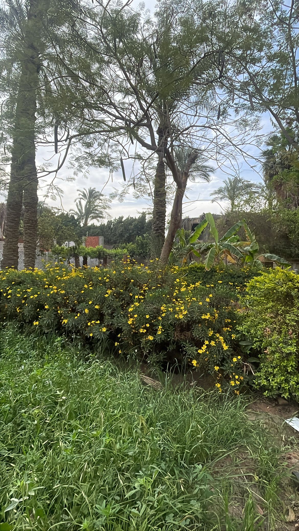 Wildflowers growing on the farm grounds